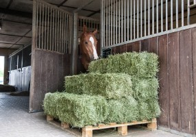 Dedusted hay for horses