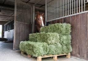 Dedusted hay for horses Dedusted hay for horses